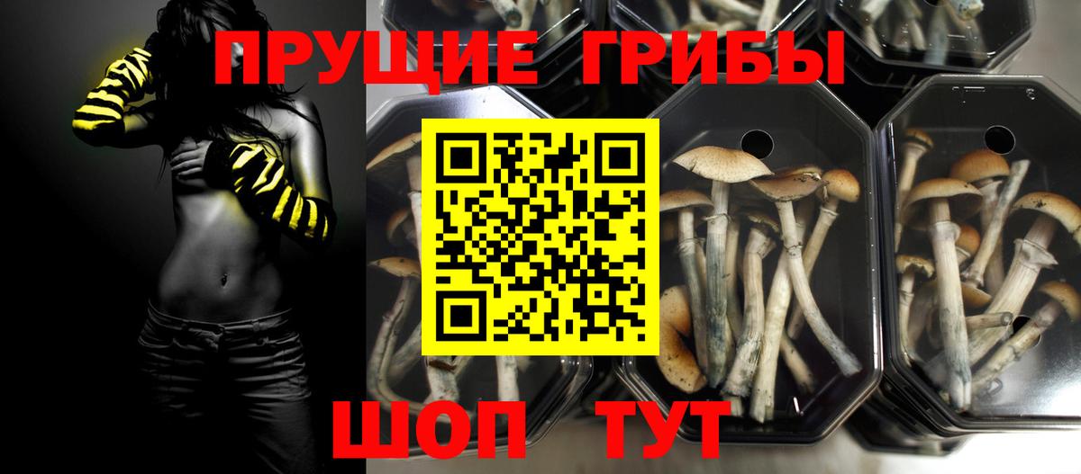 Псилоцибиновые грибы Cubensis Нижнекамск